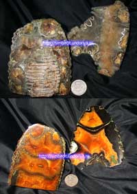 Аммонитовый симбирцит в сырье - фрагменты раковин в "диком виде" и они же распиленные